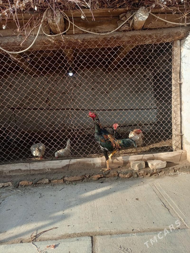 Ýaş jüýje - Достлук - img 1