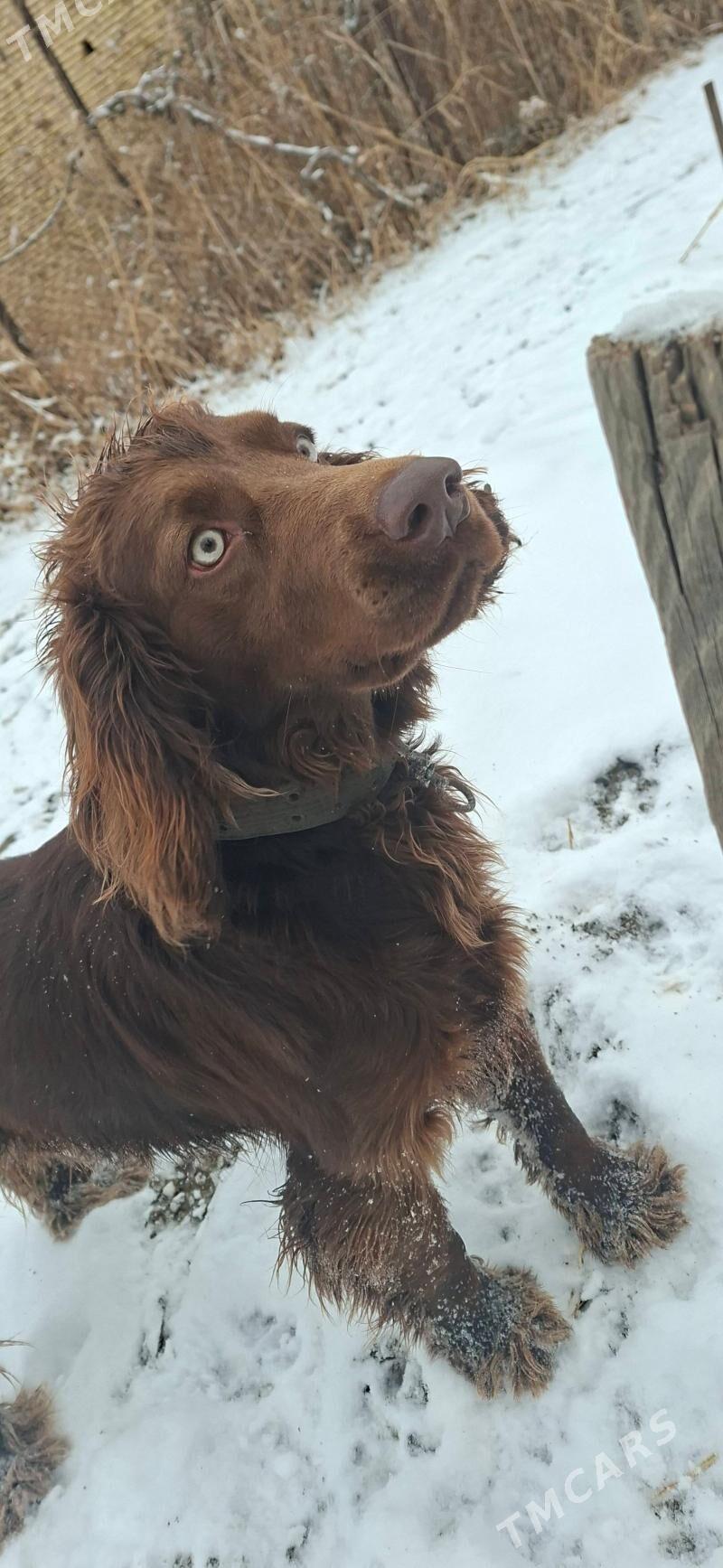 Спаниель для спаривание - Türkmenabat - img 1