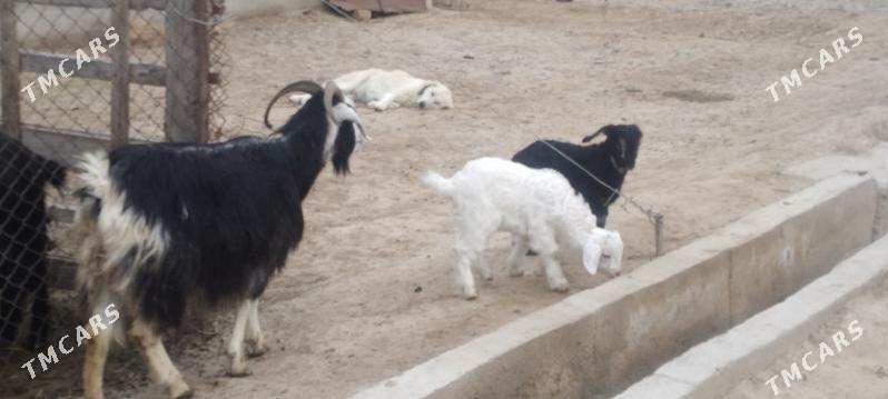 owlakly geci - Kaka - img 1