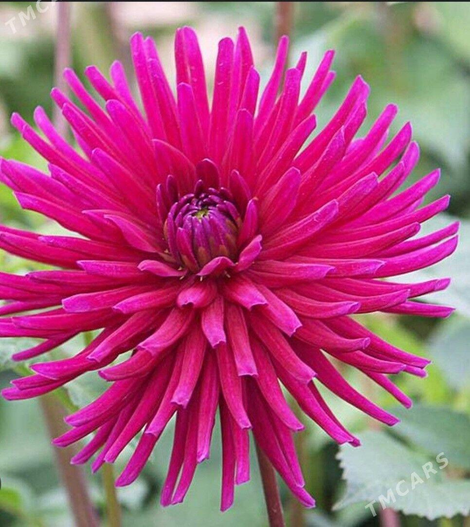 Георгина - Ашхабад - img 1