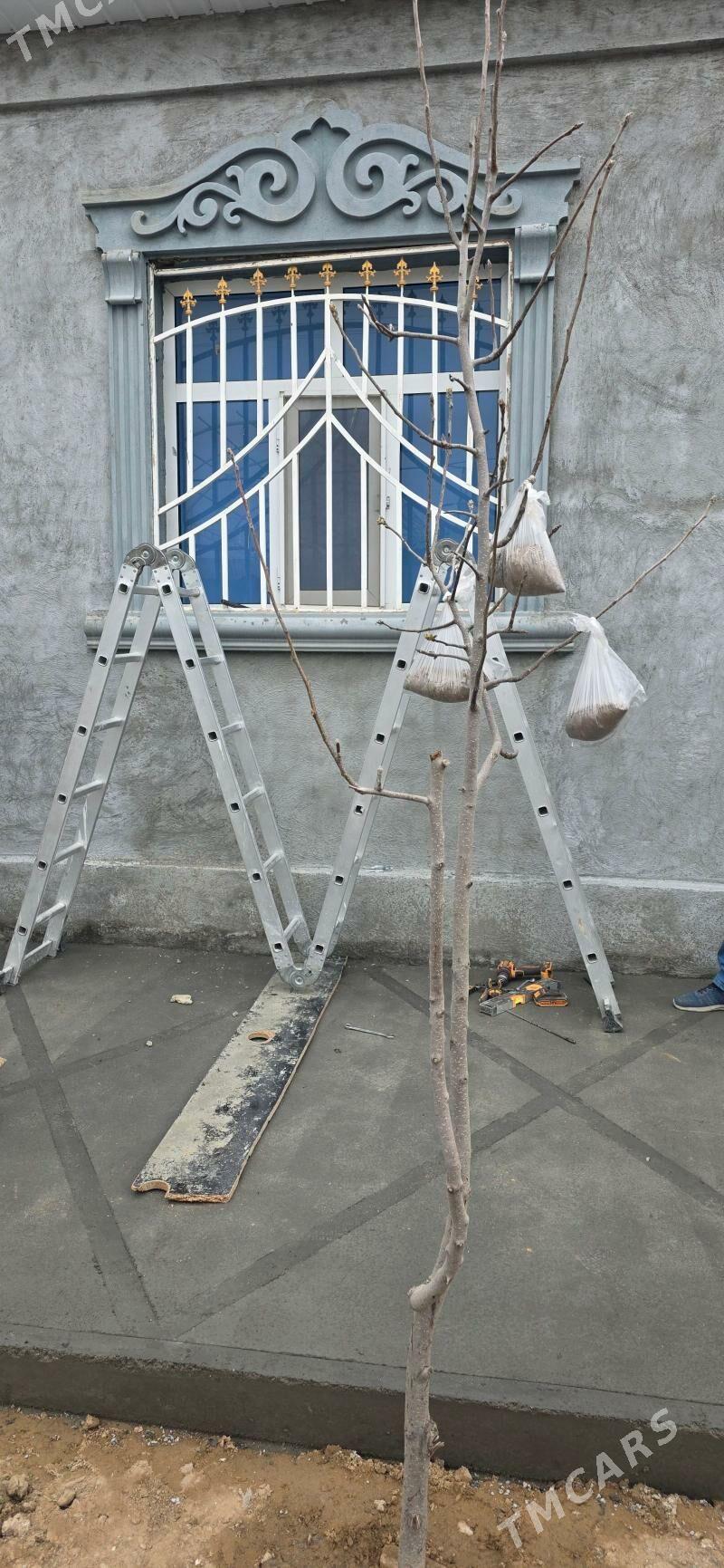 demir rașotka - Garadamak Şor - img 1