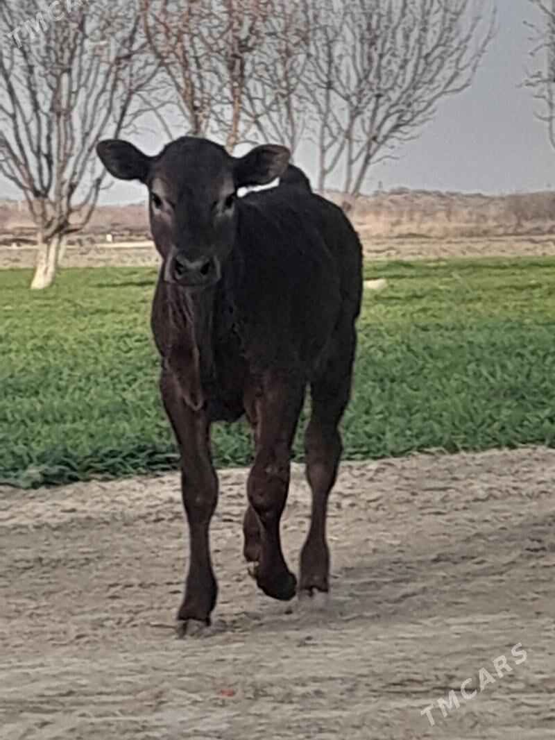 gole - Bäherden - img 1