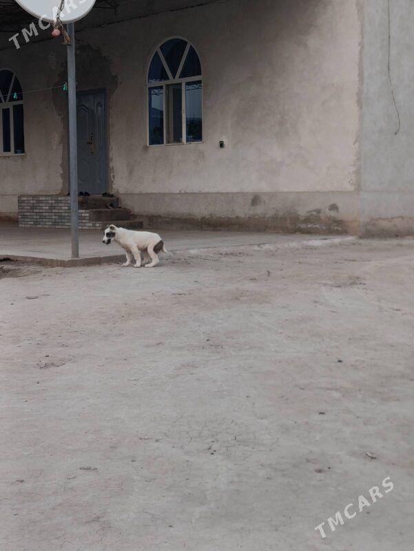 Çopan it - Türkmenabat - img 1