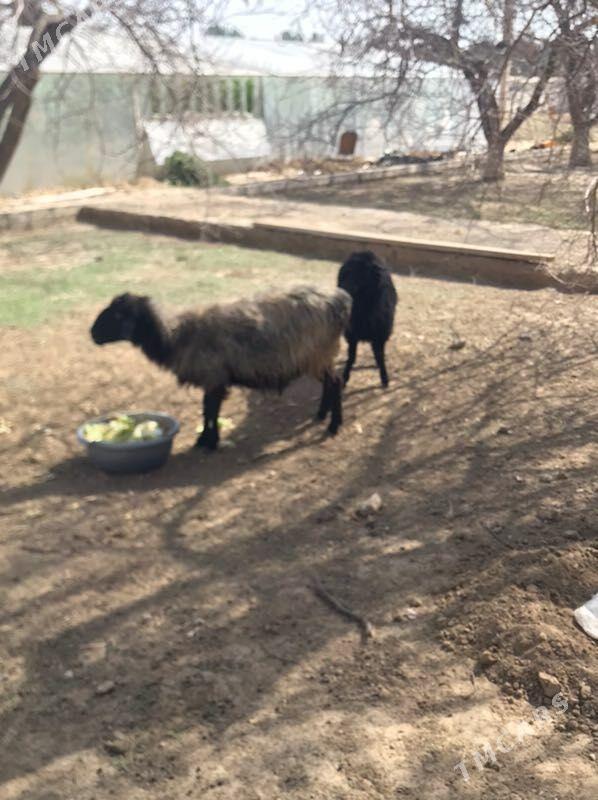 goyun - Mary - img 1