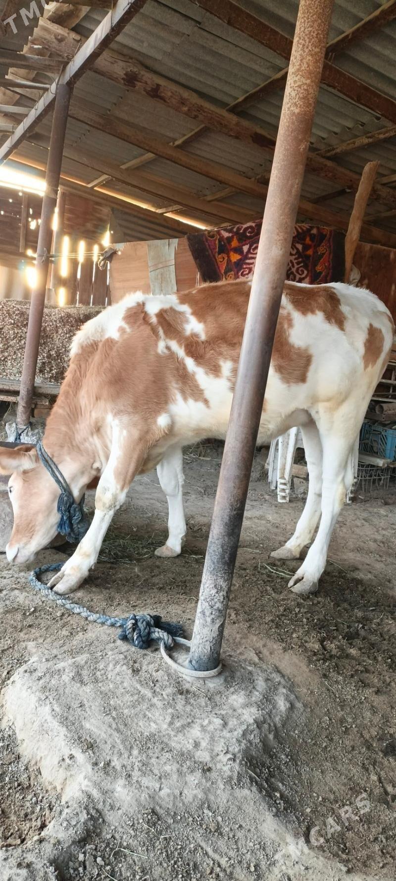 Gibrit tüwe - Бабадайхан - img 1