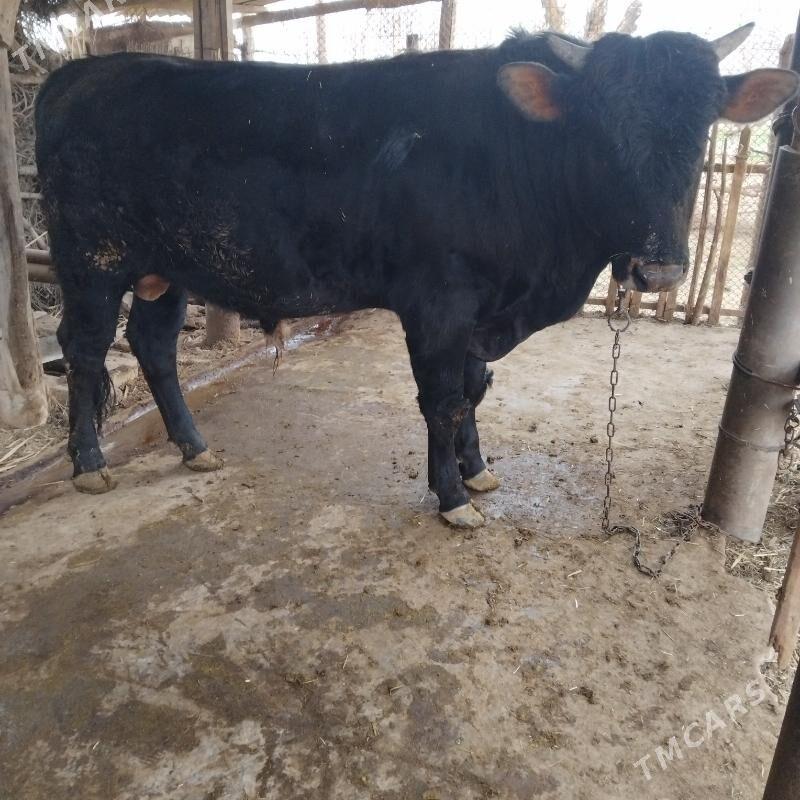 öküz - Babadaýhan - img 1