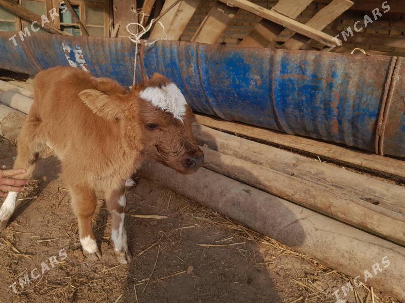 saglyk - Saýat - img 1