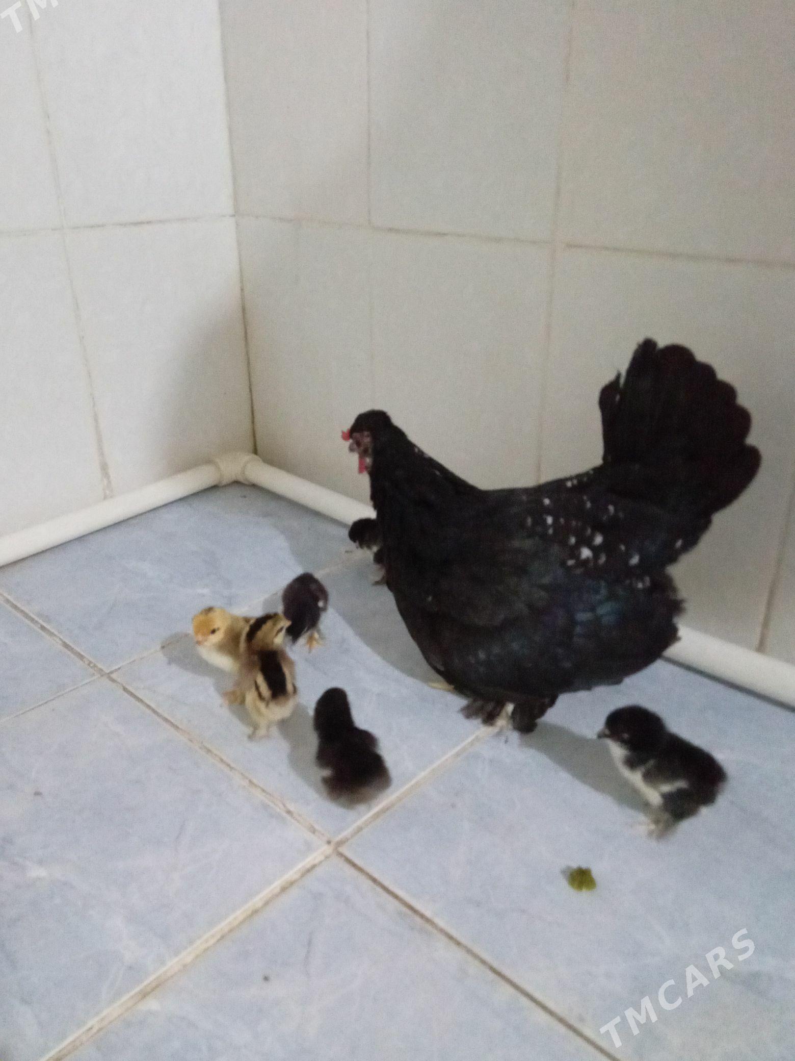 karlik - Мары - img 1