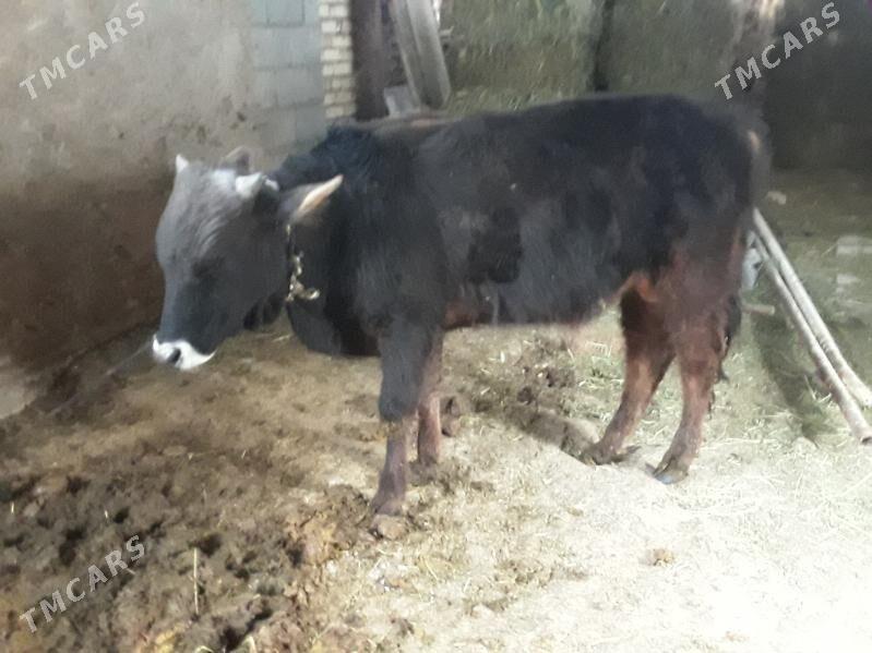 Öküz - Ak bugdaý etraby - img 1