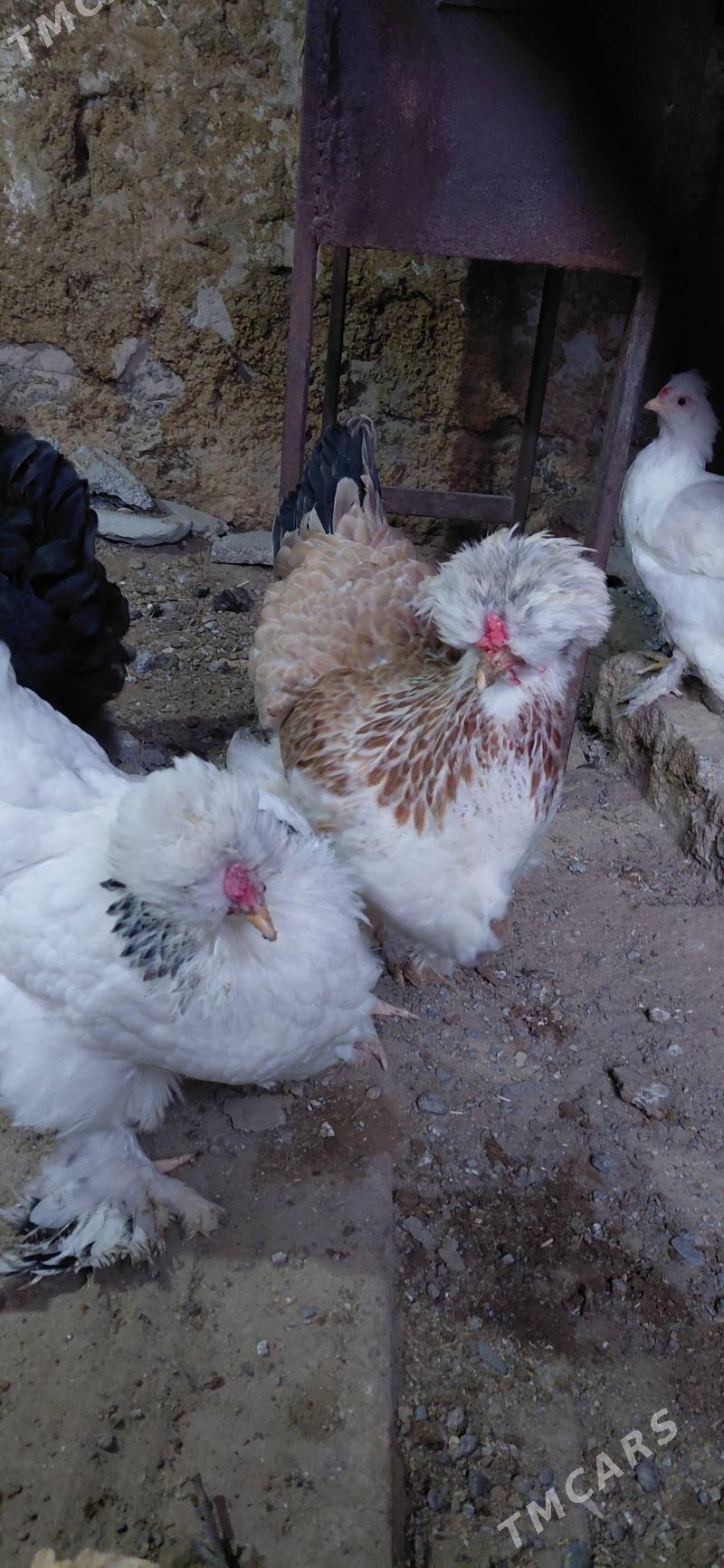 brama - Hitrowka - img 1