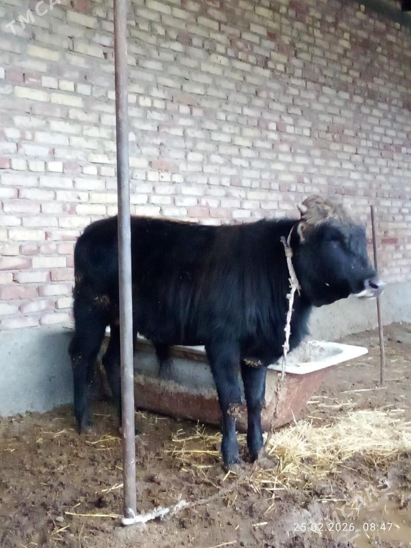 Öküzler Şiwet Tohum 3 sanak - Gökdepe - img 1