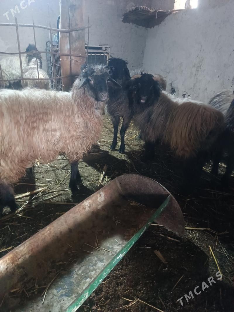 koçkar - Дашогуз - img 1