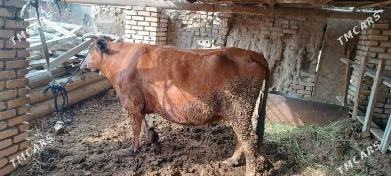 bakylan sygyr - Векильбазар - img 1