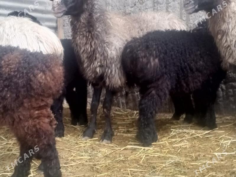 Goýun - Bäherden - img 1