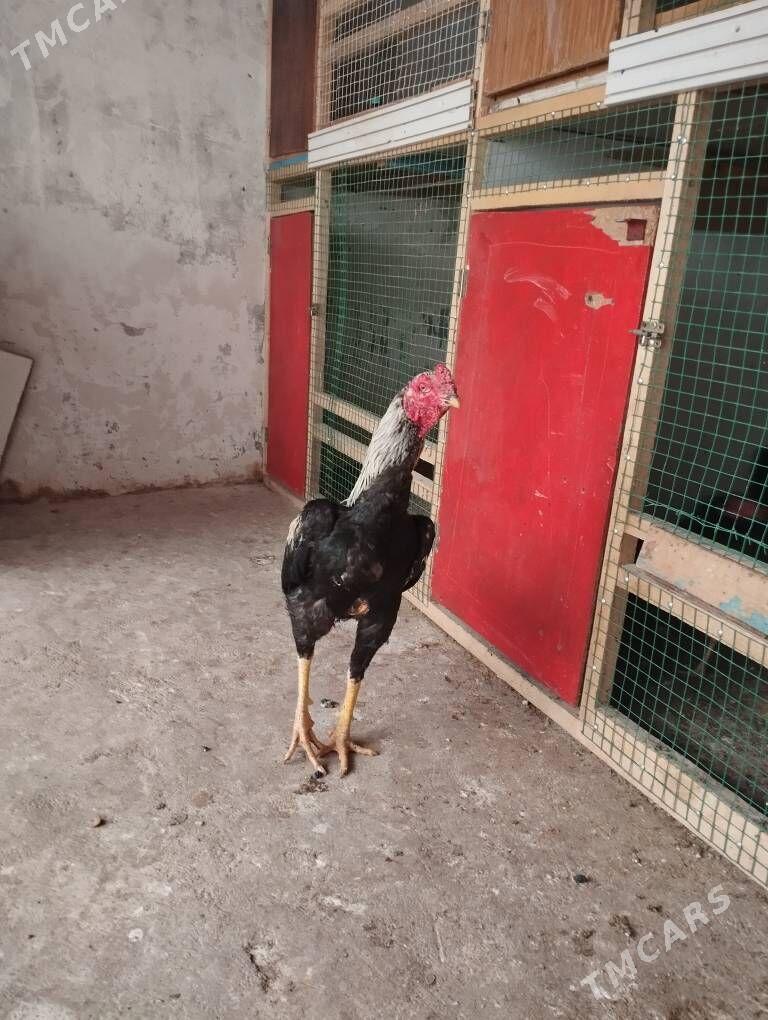 taşkent - Hitrowka - img 1