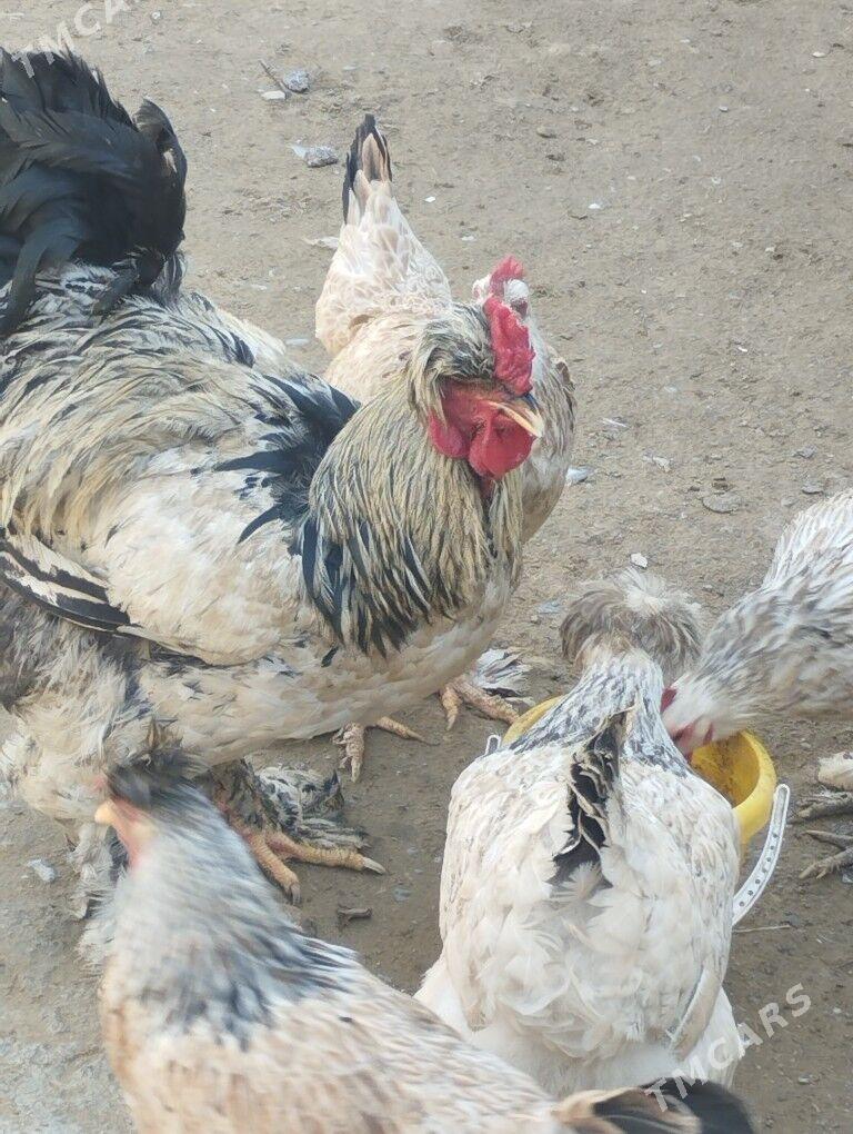 Horoz - Çoganly - img 1