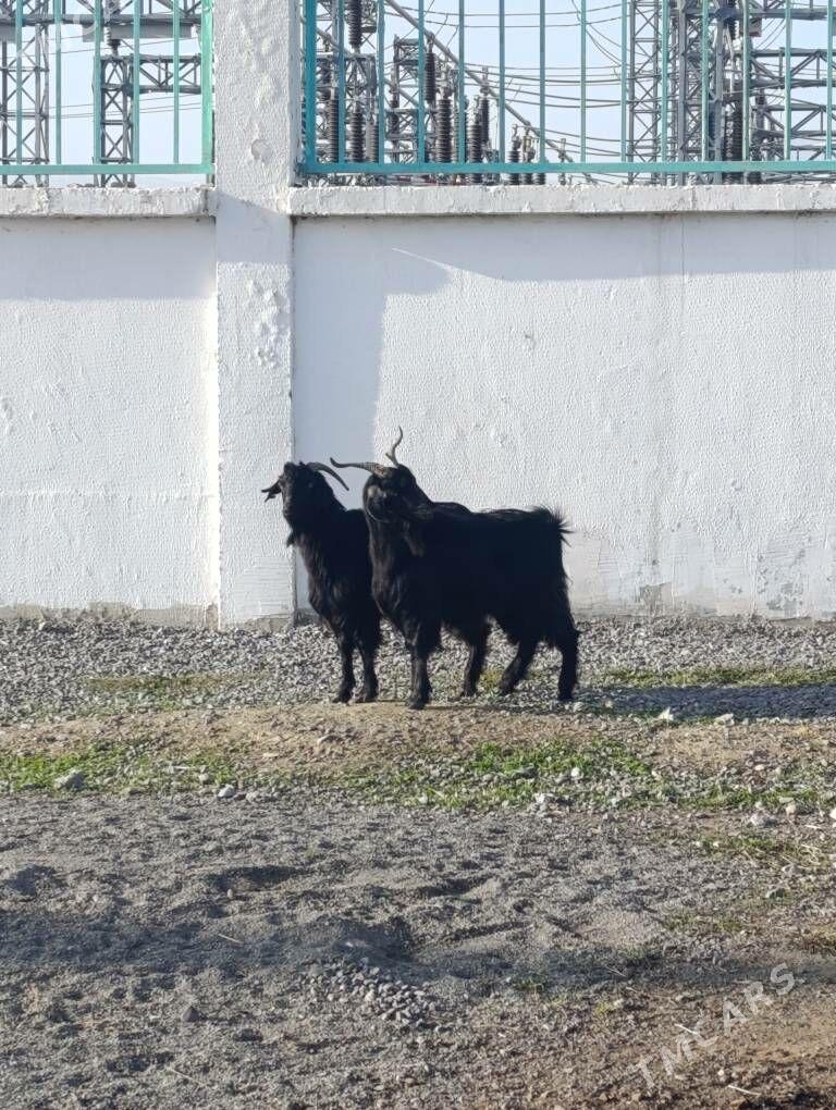 DOG GEÇI - Хитровка - img 1