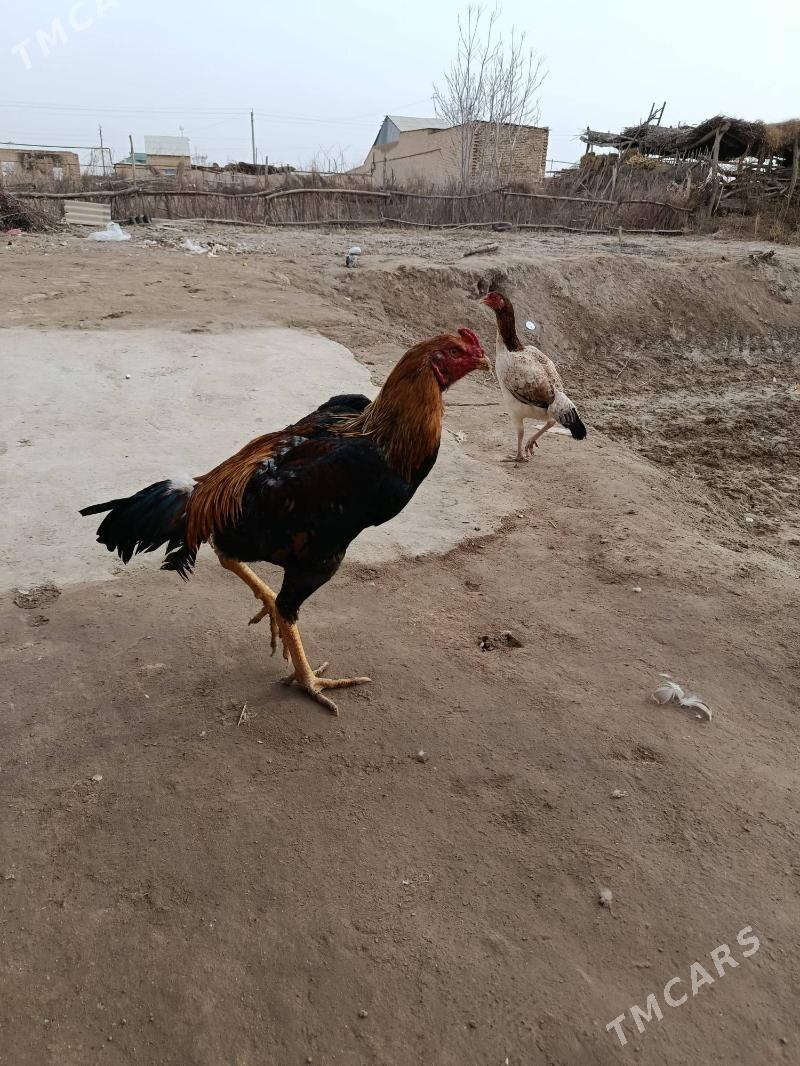 Baysy - Saýat - img 1