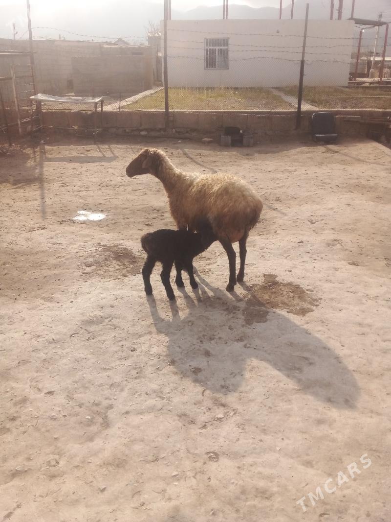 gyzly goyun - Балканабат - img 1