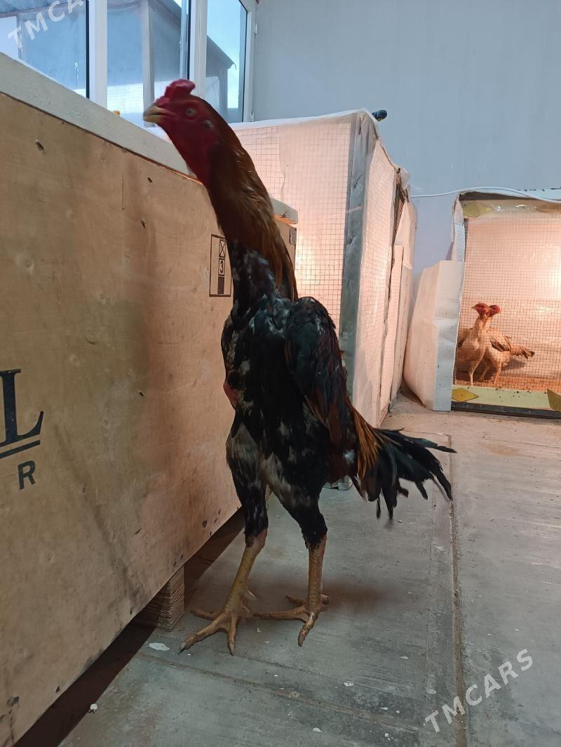 Taşkent - Çoganly - img 1