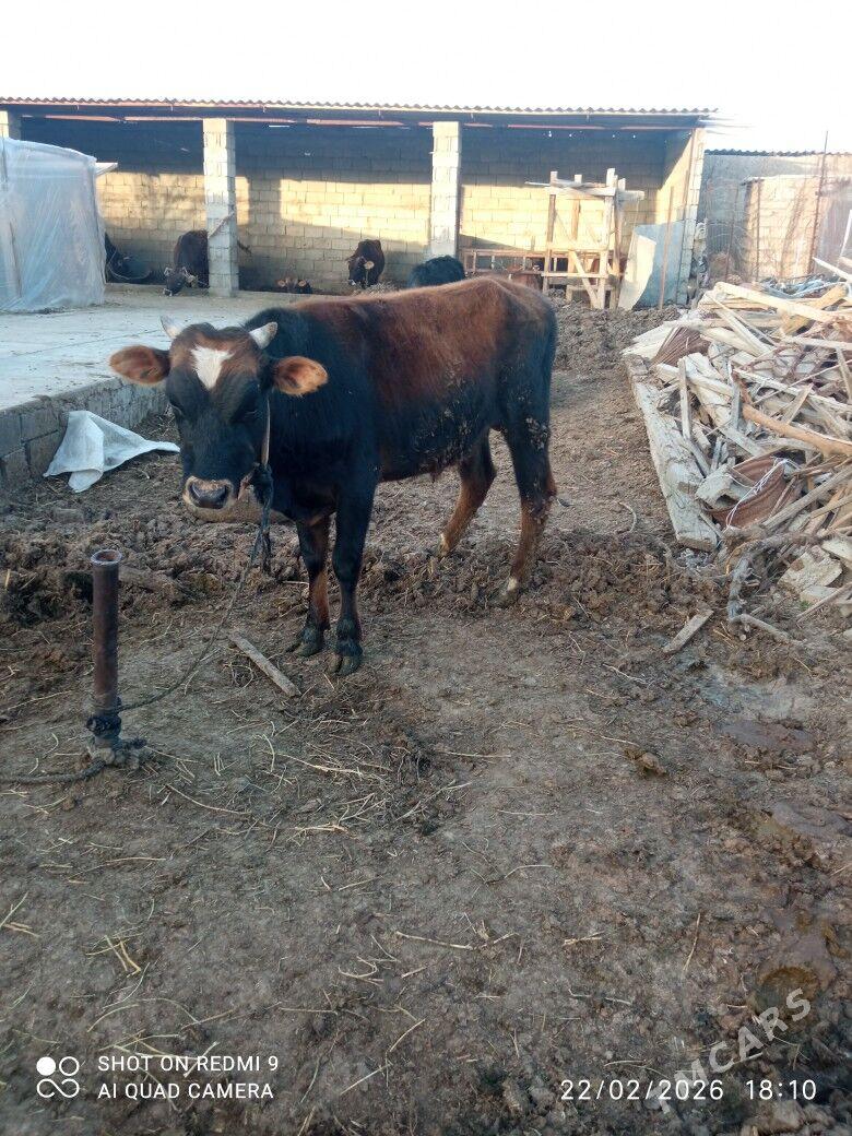 okuz - Büzmeýin - img 1