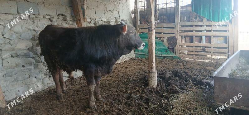 ARASSA SWES OKUZ - Бахарден - img 1