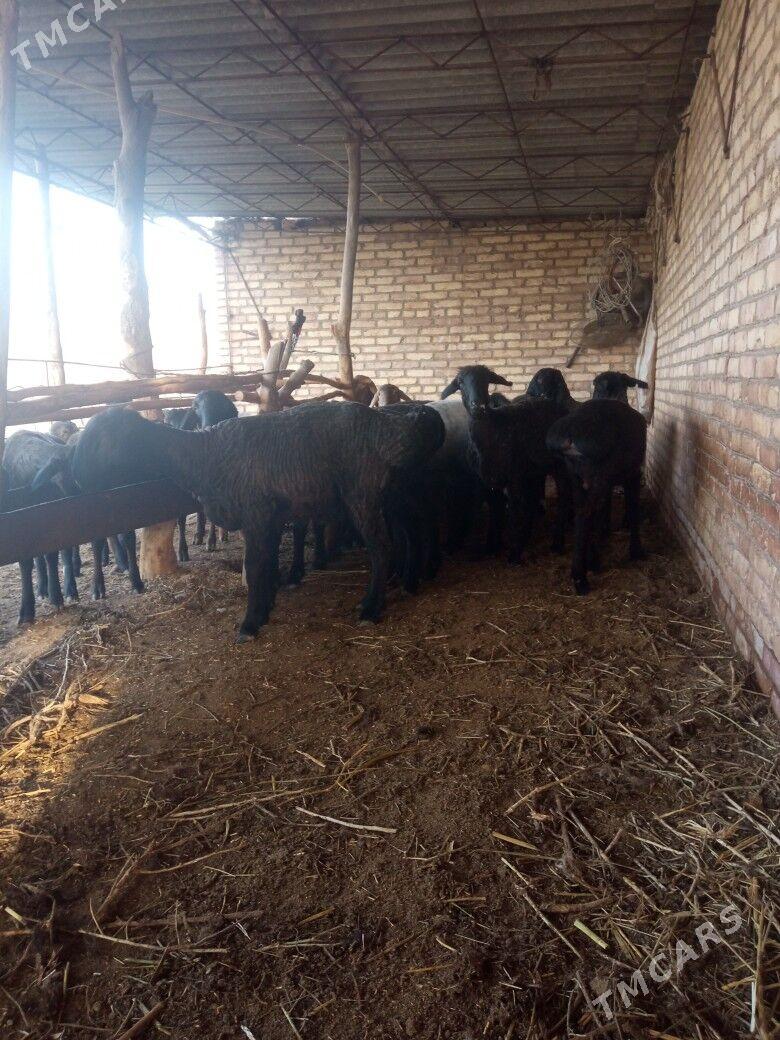 gocgar bicilen - Sakar - img 1