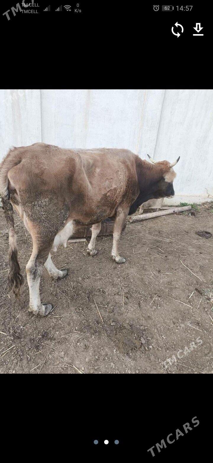 Sygyr - Джебел - img 1