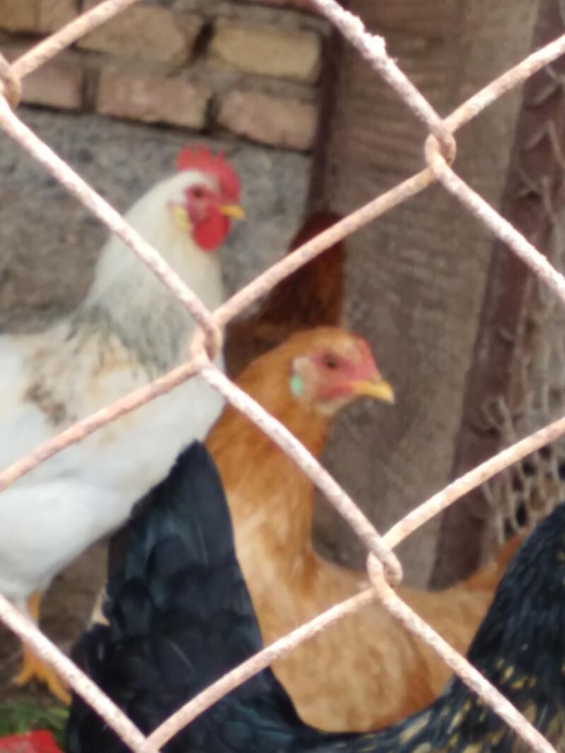 TOWUK - Теджен - img 1