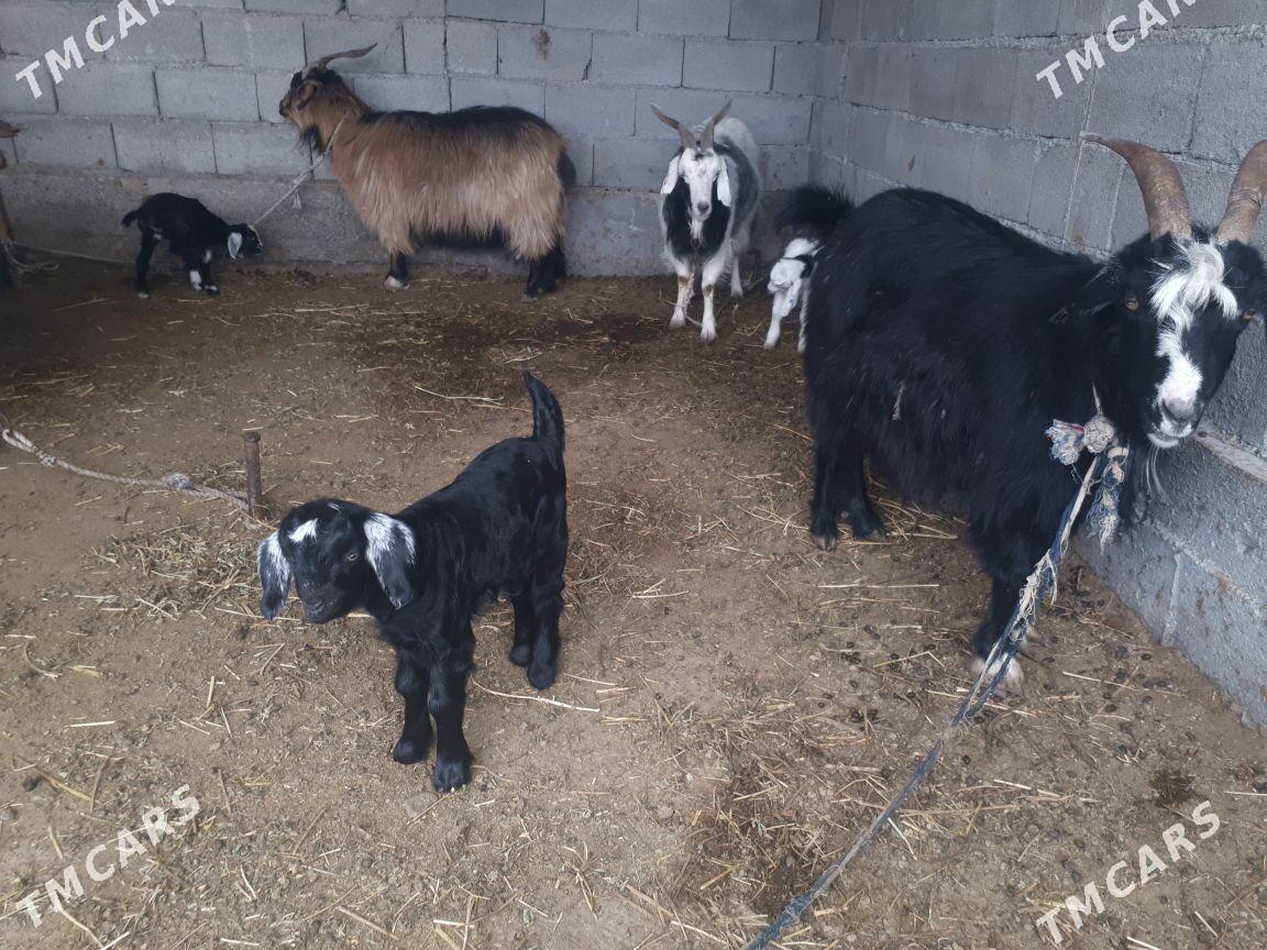 Owolak geçi - Aşgabat - img 1