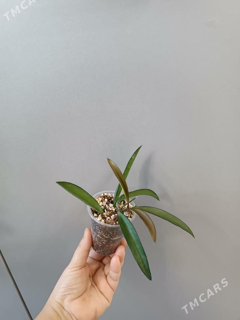 ХОЙЯ ВАЙЕТИ - Aşgabat - img 1