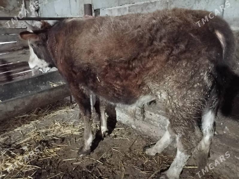 2 okuz - Gyzylarbat - img 1