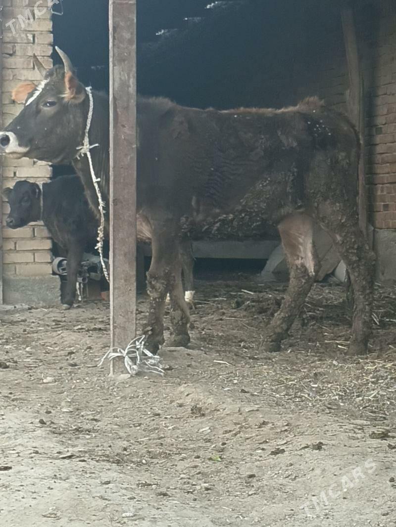 Gysyr Tuwe - Bäherden - img 1