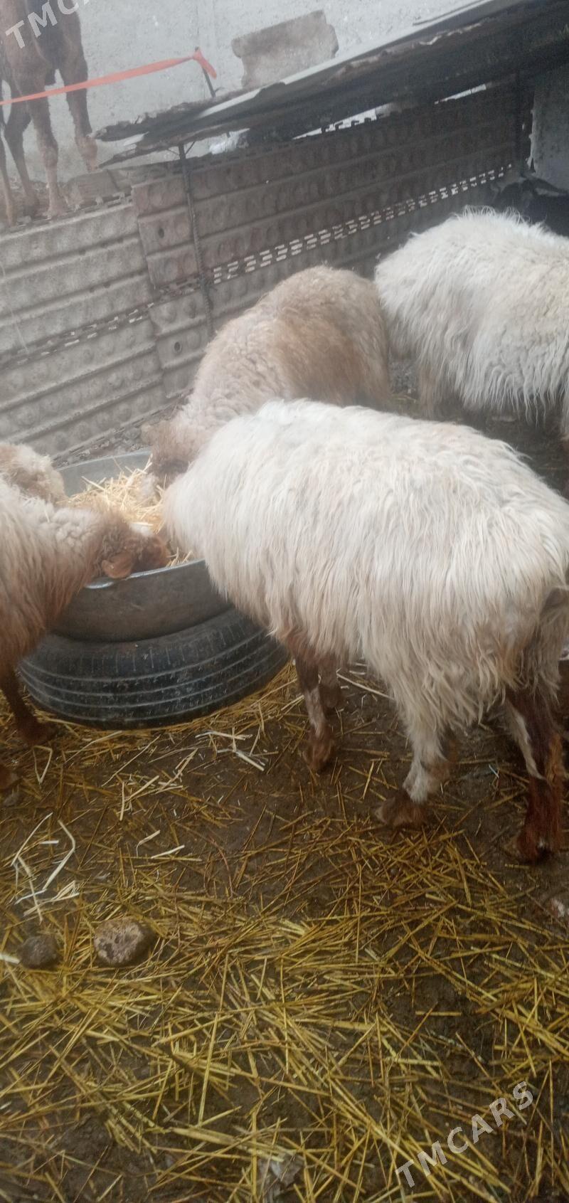 guzly goyun - Гызыларбат - img 1