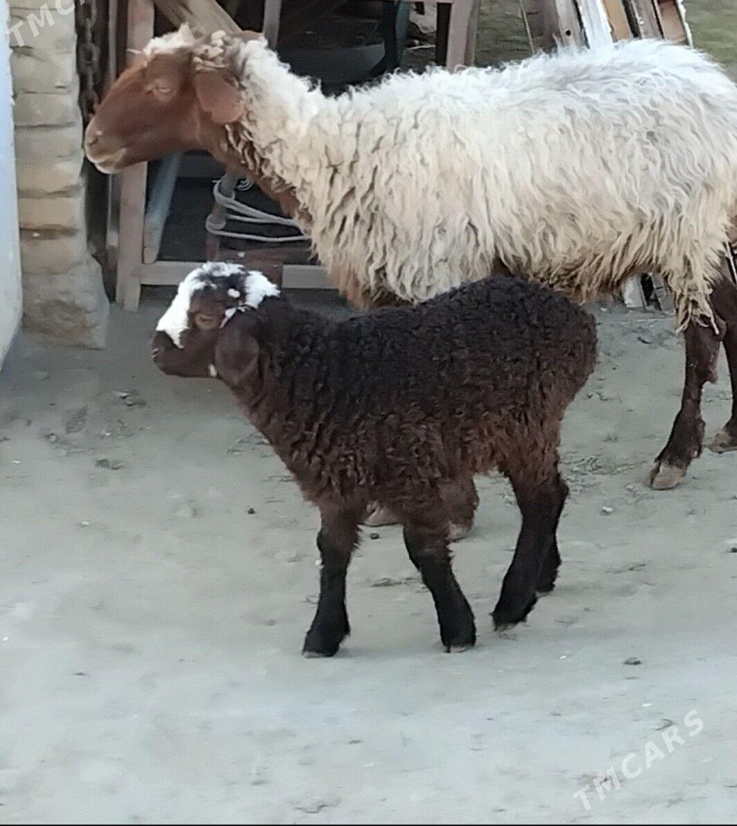 A GOYUN GUZLI - Ашхабад - img 1