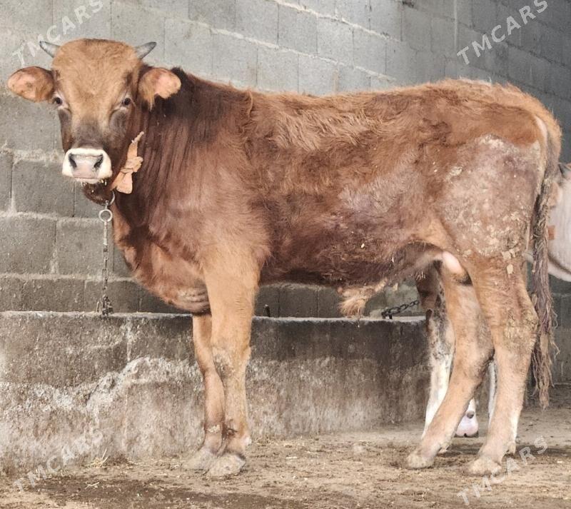 Okuz - Бахарден - img 1