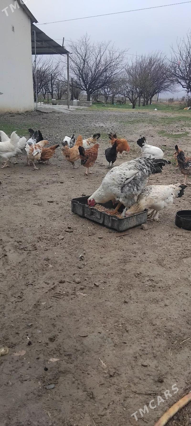 towuk - Gyzylarbat - img 1