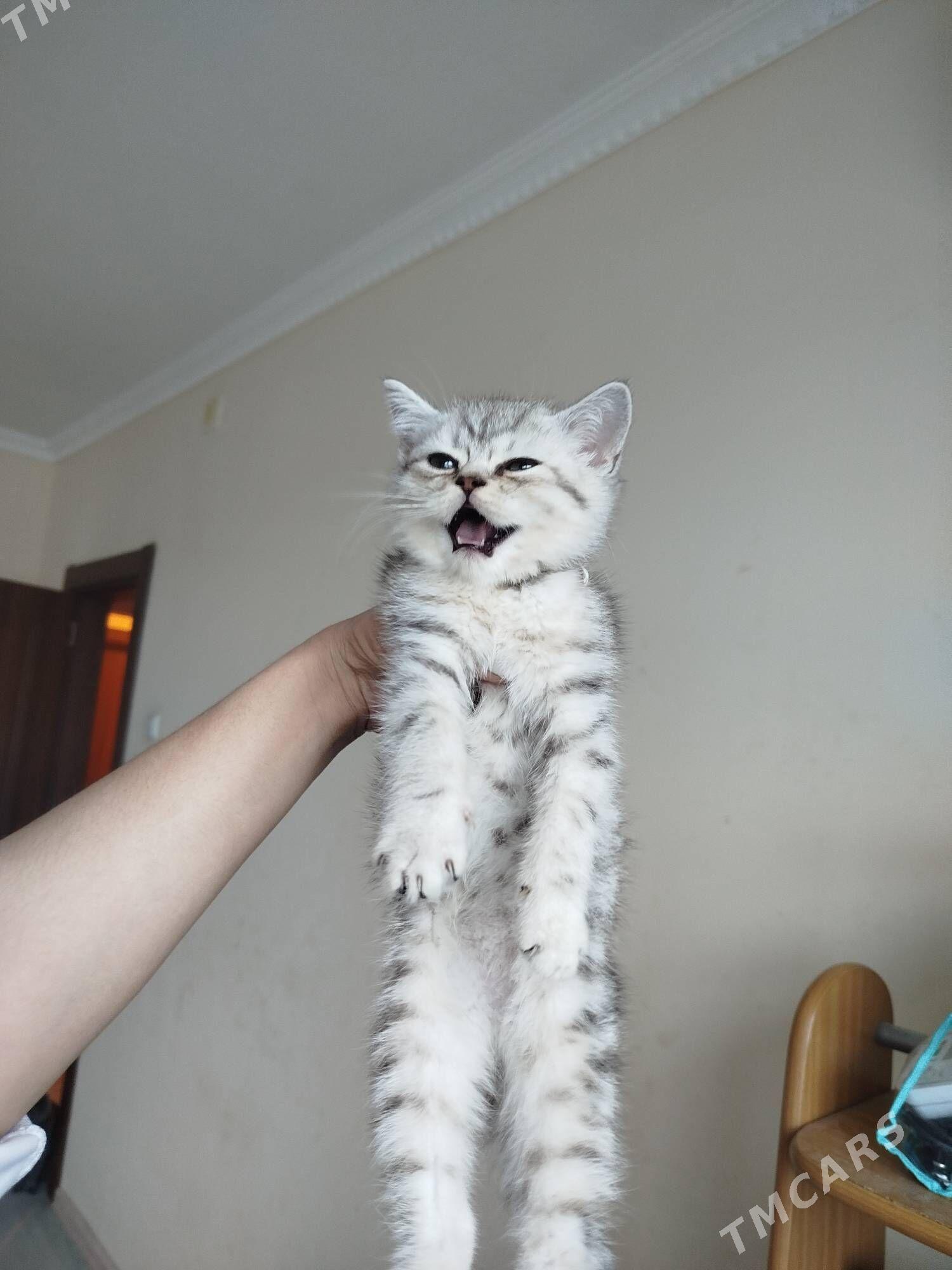 шотландские - Aşgabat - img 1