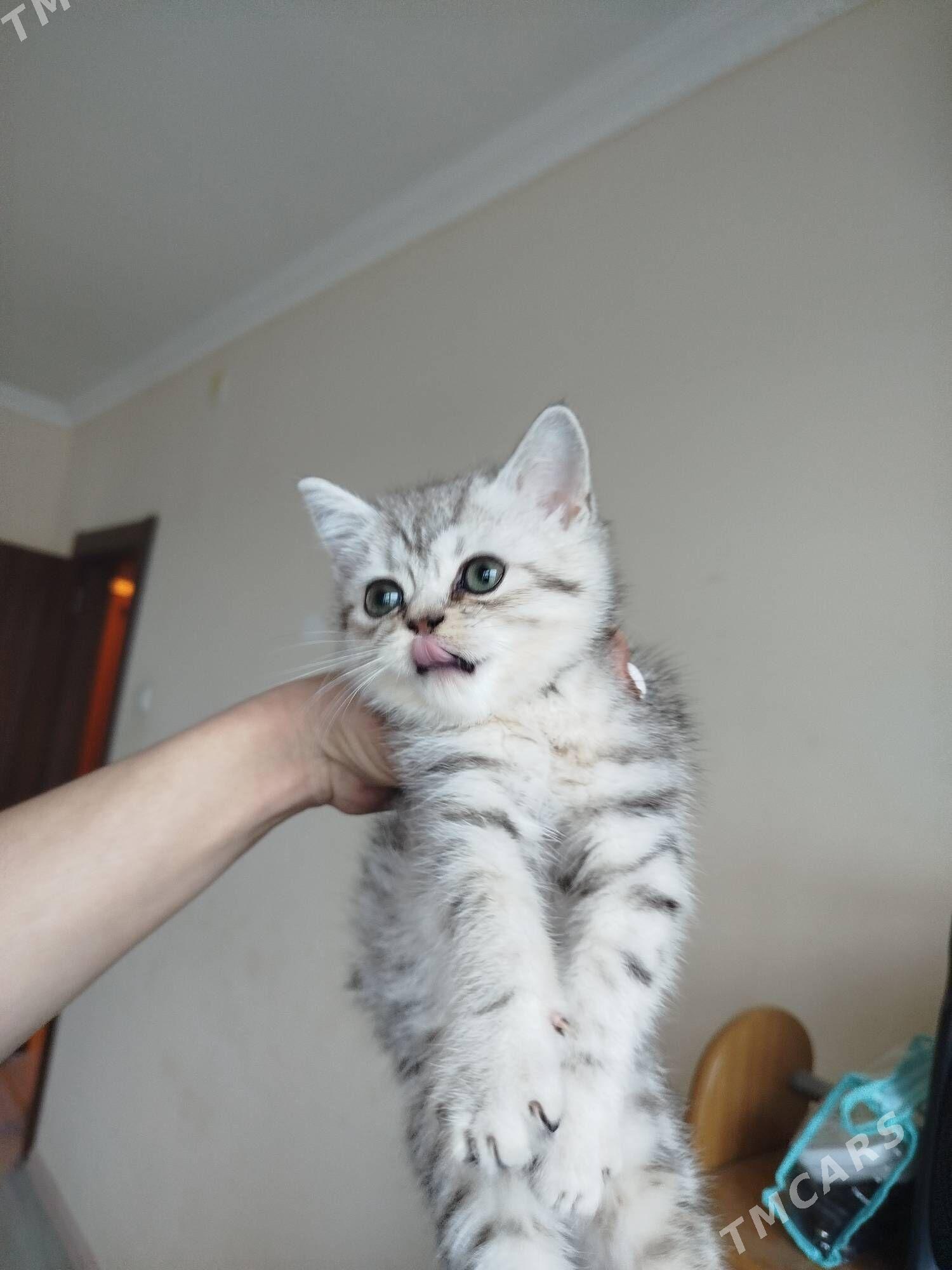 шотландские - Aşgabat - img 1