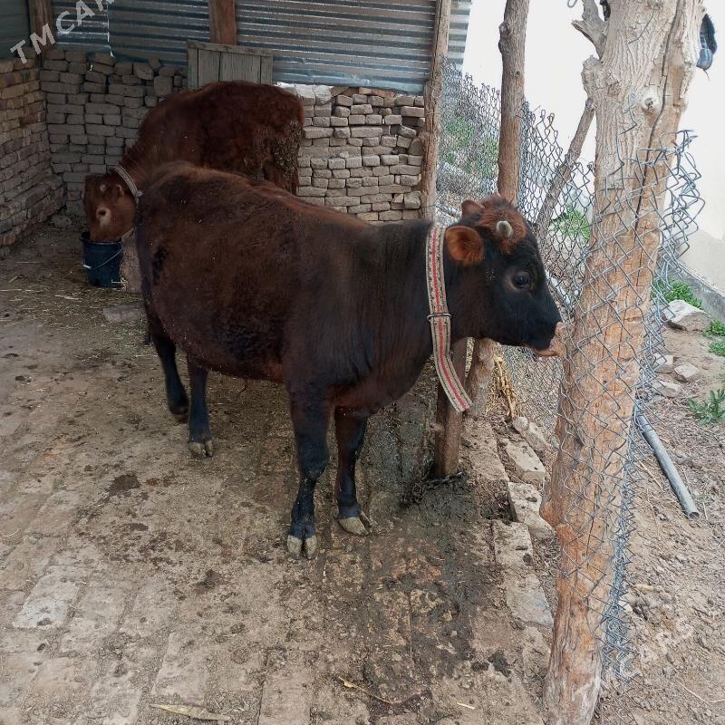 Окузче, - Sakarçäge - img 1