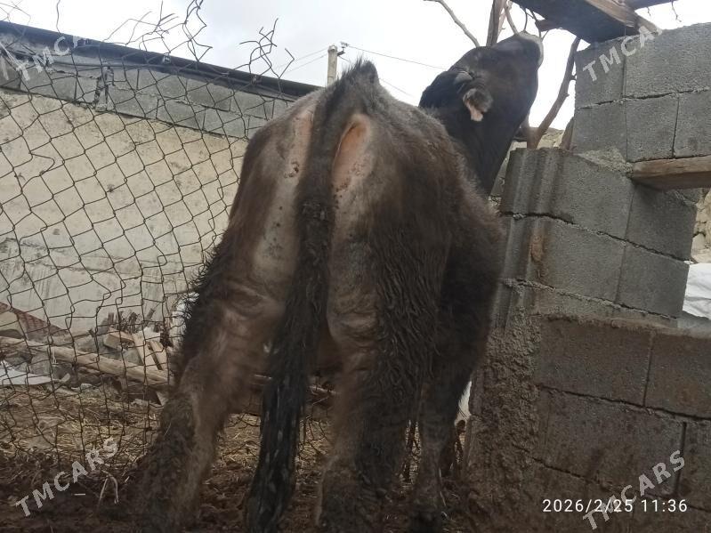 okuz,2sany - Bäherden - img 1