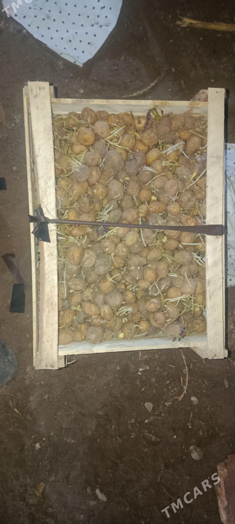 kartoska tohum - Gubadag - img 1