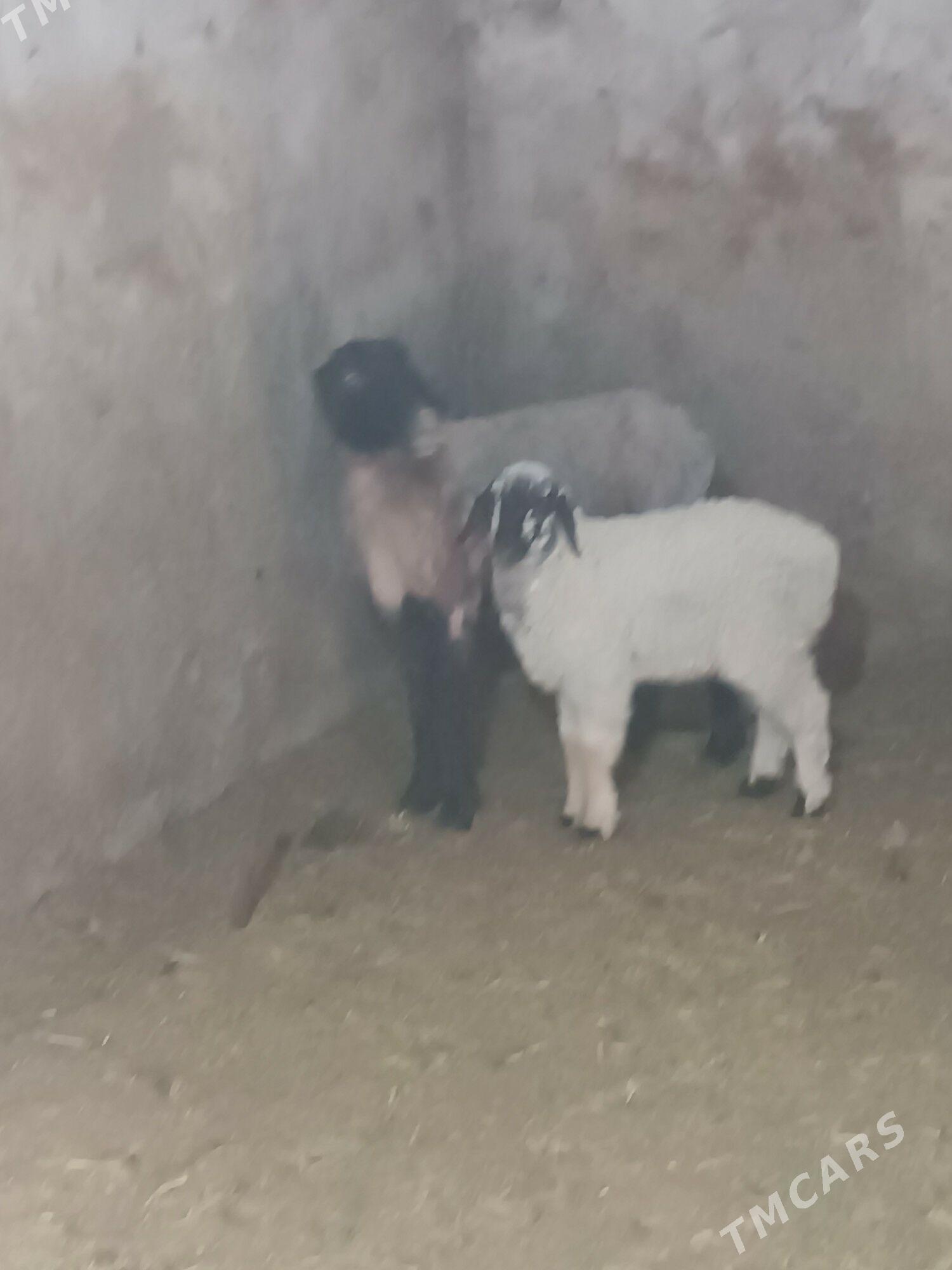 guzyly goyun - Мары - img 1