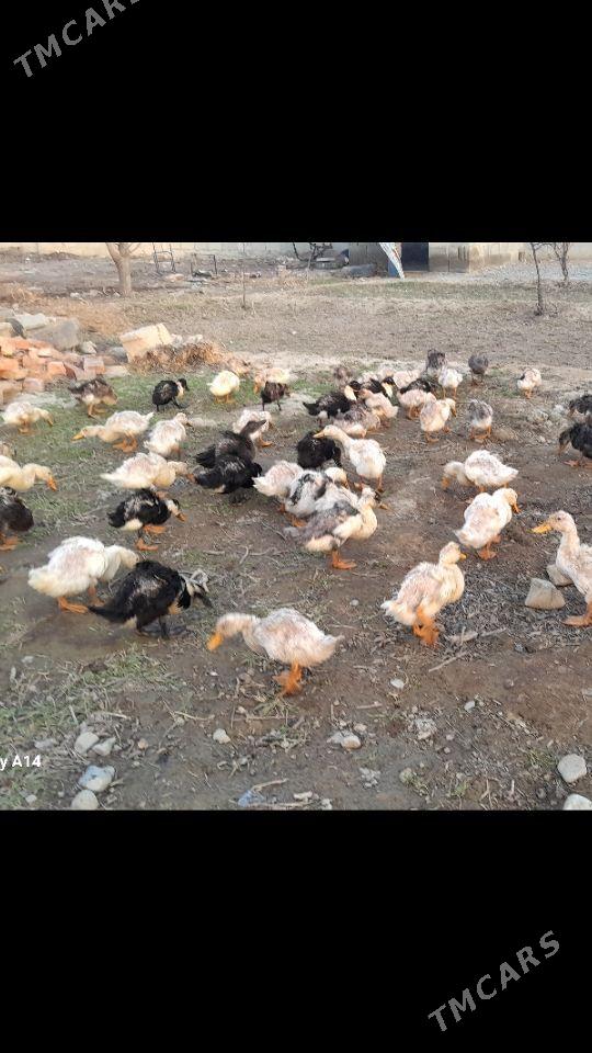 ördek - Bäherden - img 1