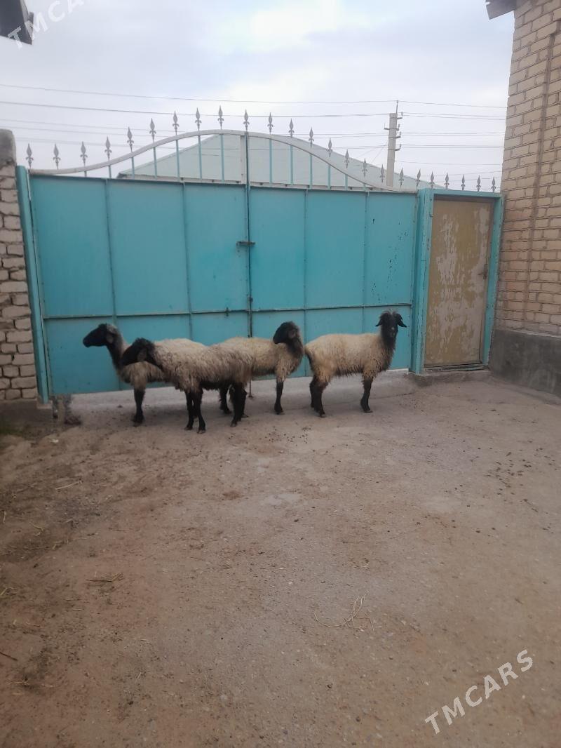 Bakmaly gysyr goyun - Garadamak Şor - img 1