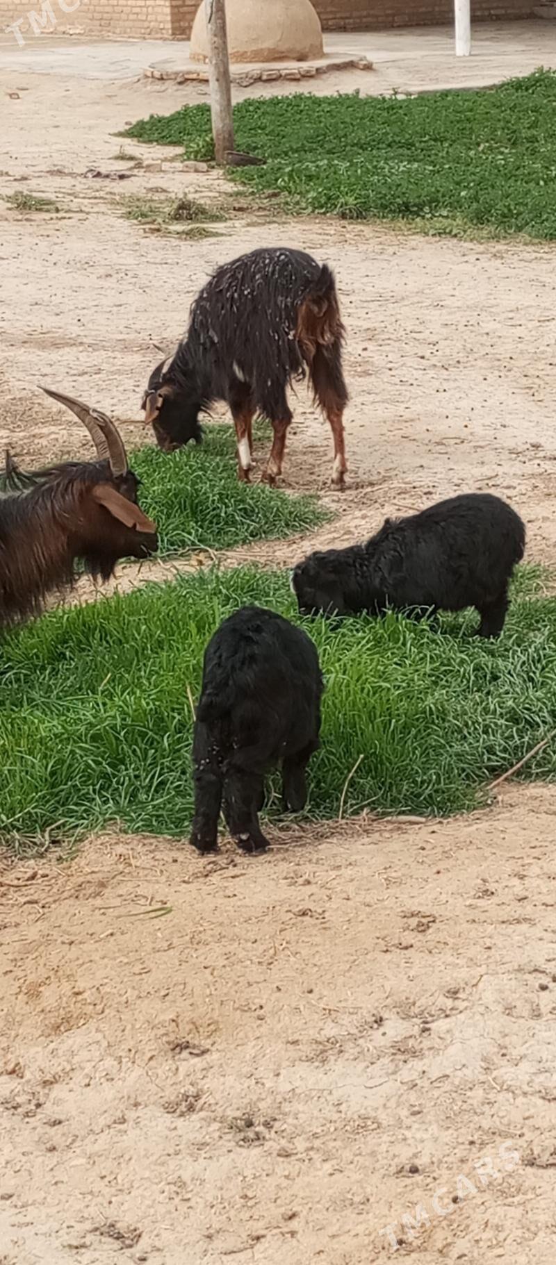 owlakly geçiler 2 sany - Wekilbazar - img 1