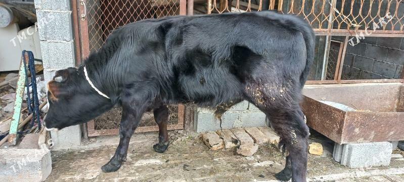 okuz - Ялкым - img 1