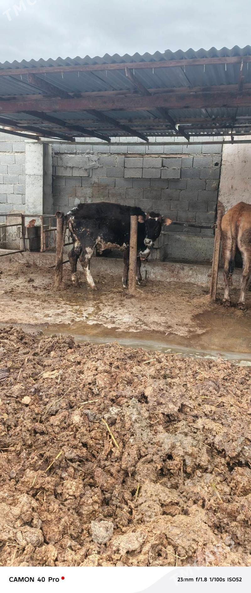 tuwe - Бахарден - img 1