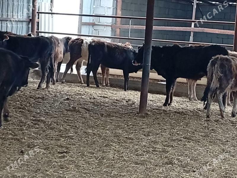 Meydan okuzler - Murgap - img 1