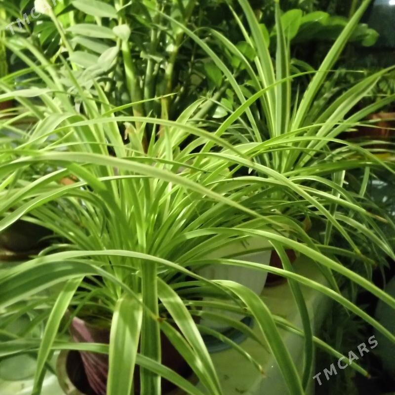 цветы - Мары - img 1